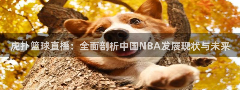919直播官网：虎扑篮球直播：全面剖析中国NBA发展现状与未来