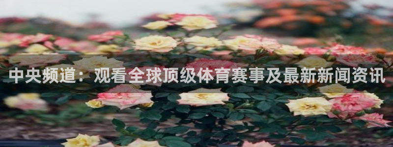 919体育直播：中央频道：观看全球顶级体育赛事及最新新闻资讯
